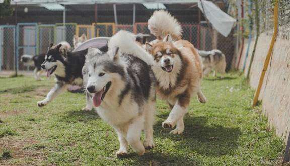  Face Black Rock Đà Lạt