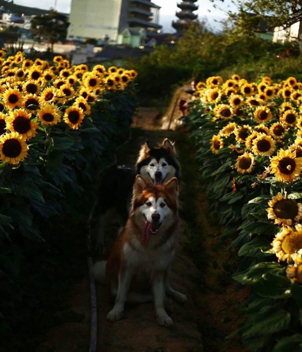 Cánh đồng hoa Black Rock Garden ở Trại Mát - Sưu tầm