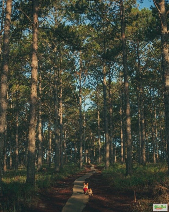 Đồi thông phía sau Black Rock Garden - Ảnh: Instagram