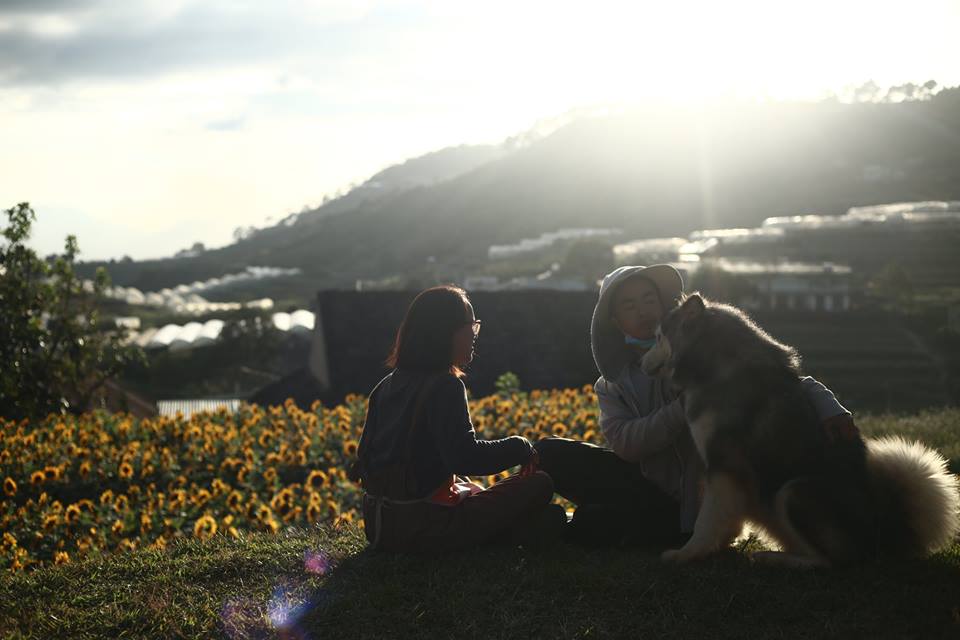 Cánh đồng hoa Black Rock Garden ở Trại Mát