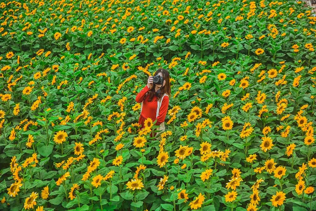 Cánh đồng hoa Black Rock Garden ở Trại Mát - sưu tầm