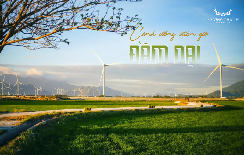 canh-dong-dien-gio-dam-nai