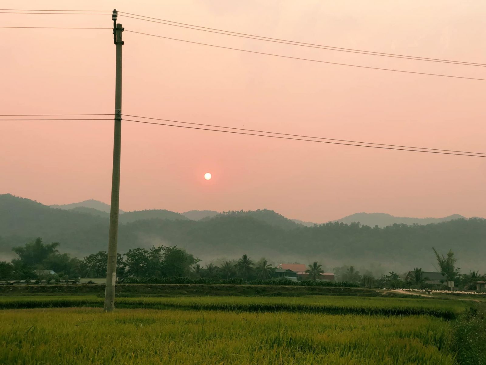 canh-dong-muong-thanh-1