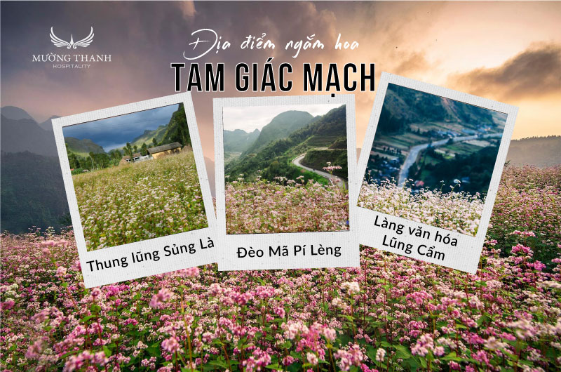 dia-diem-ngam-hoa-tam-giac-mach-ha-giang