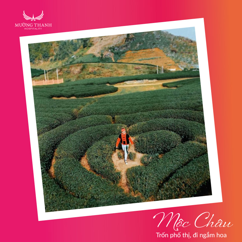 doi-che-moc-chau