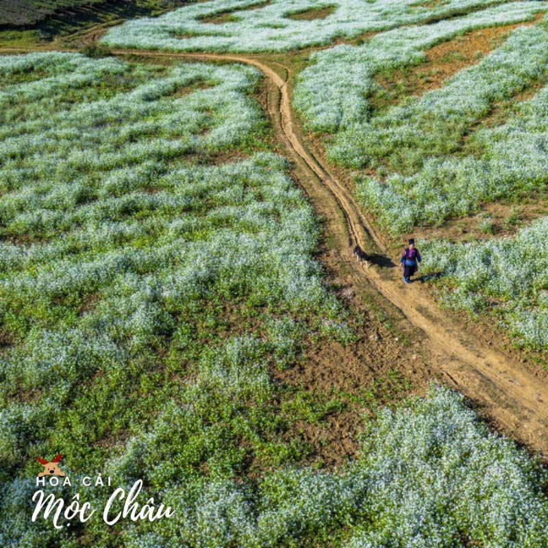 hoa-cai-moc-chau