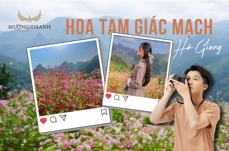 hoa-tam-giac-mach-ha-giang