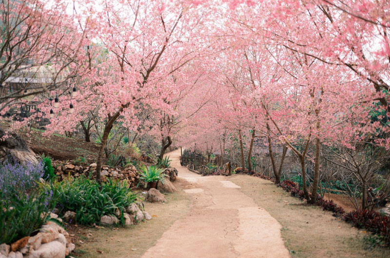 khung-canh-lang-man-hoa-to-day