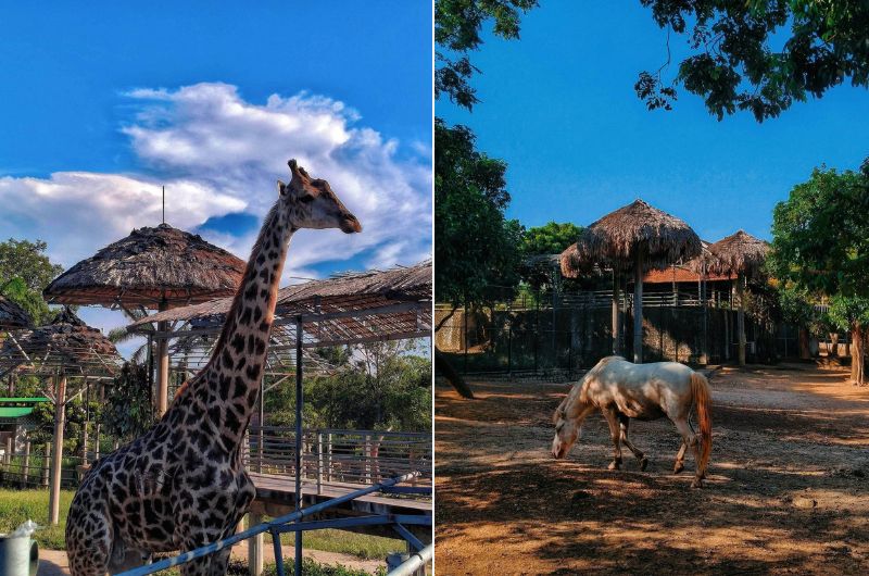 khung-canh-tai-muong-thanh-zoo-2