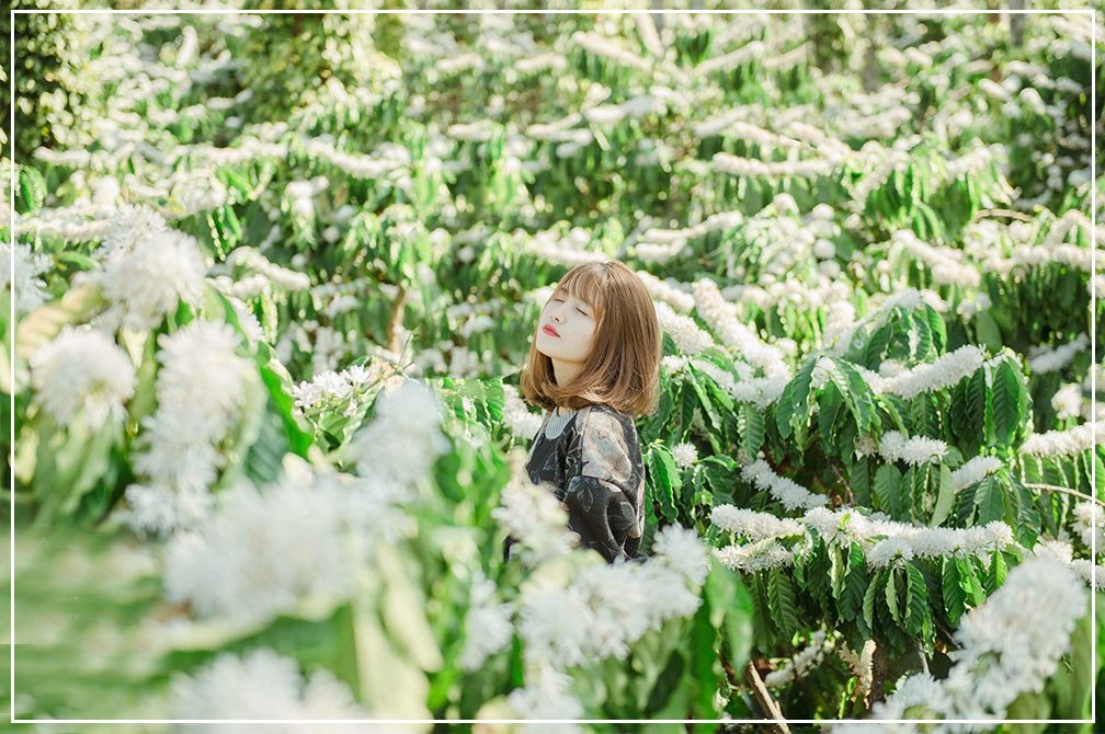 lac-giua-vuon-hoa-ca-phe-trang-tinh