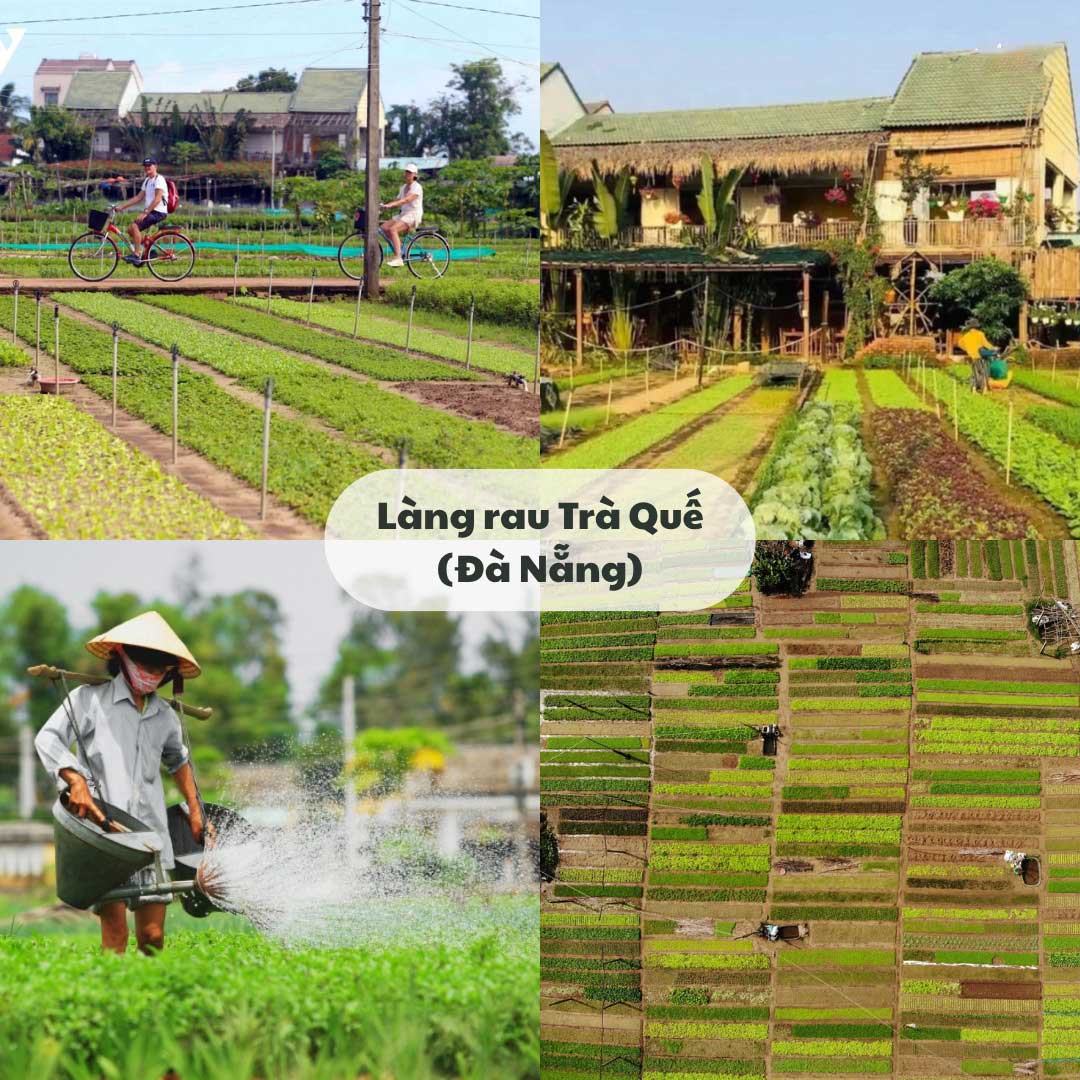 lang-rau-tra-que