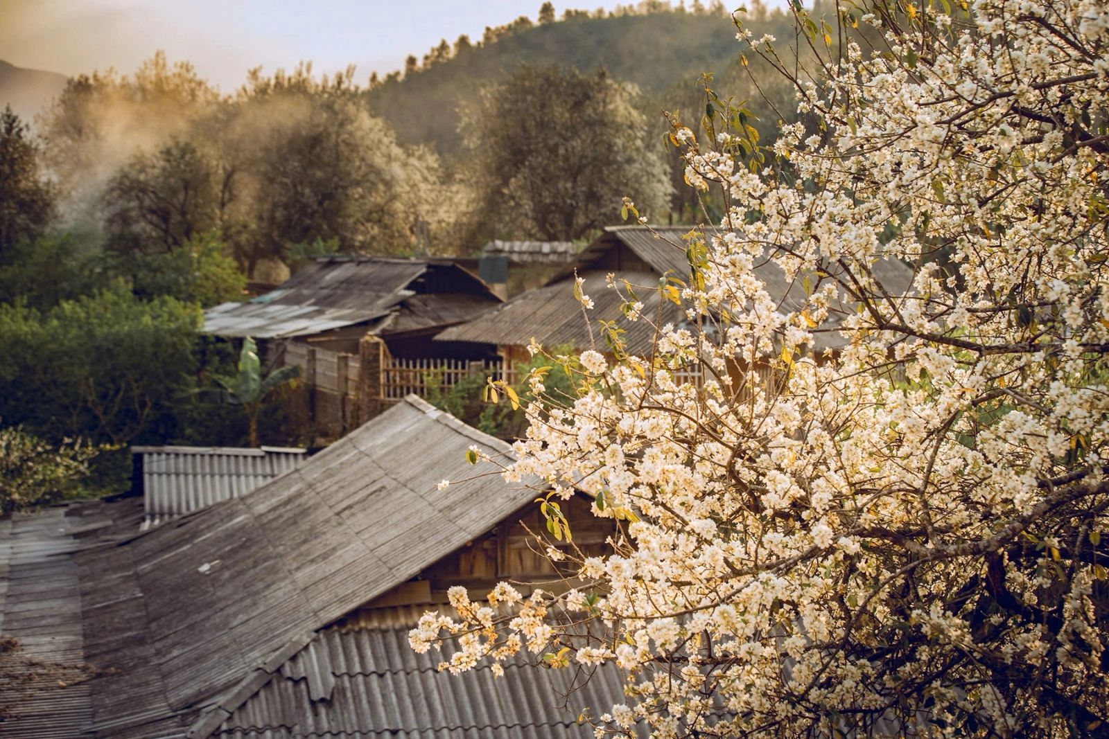 mua-hoa-son-tra-son-la-2