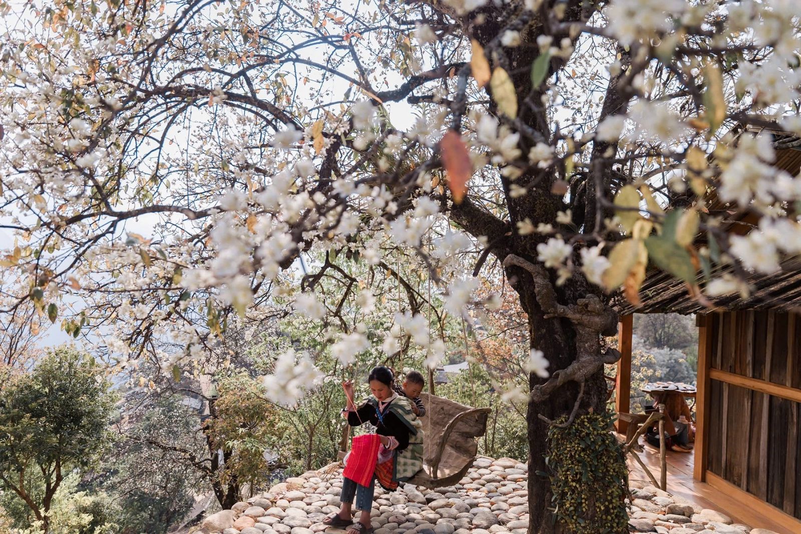 mua-hoa-son-tra-son-la-4