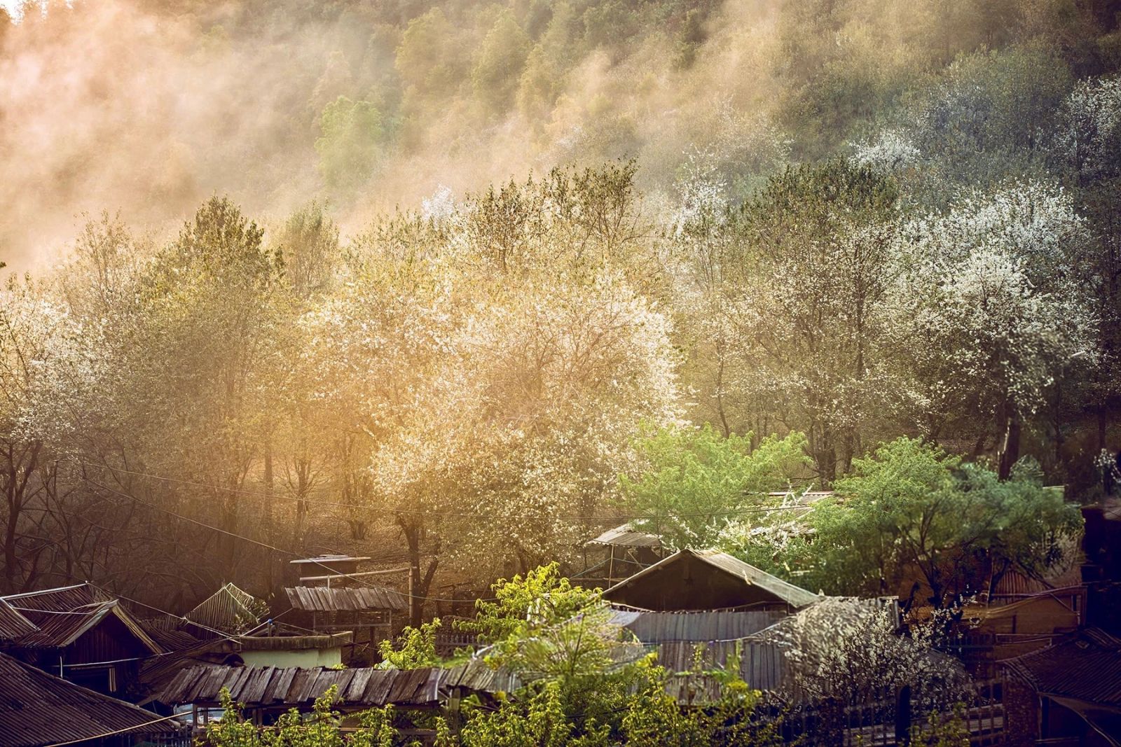 mua-hoa-son-tra-son-la-5