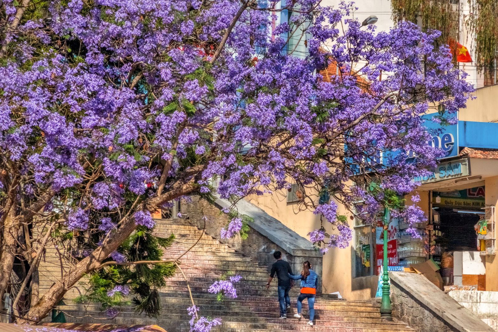 mua-phuong-tim-da-lat-1