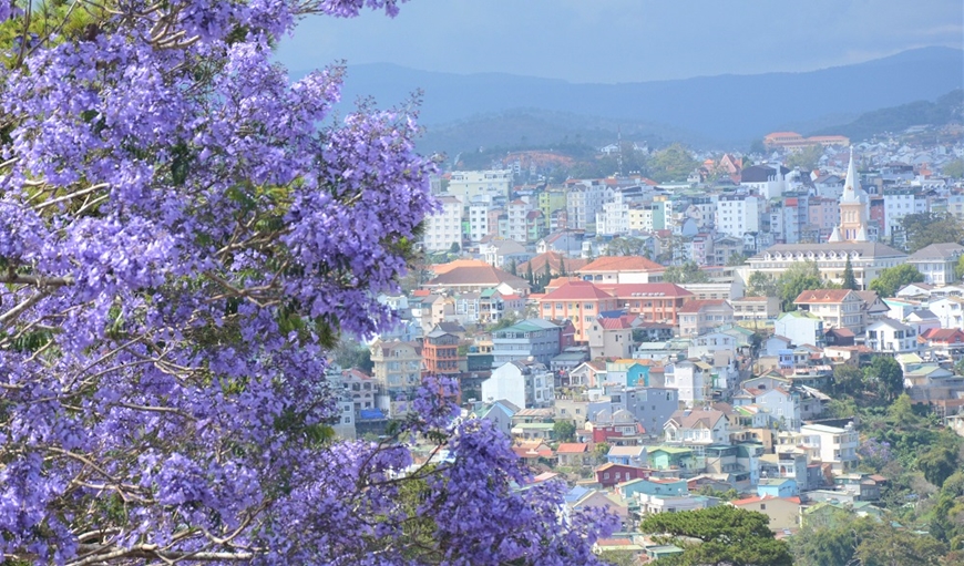 mua-phuong-tim-da-lat-4