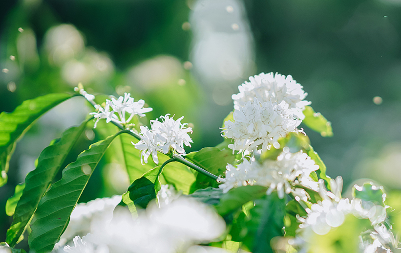 sac-trang-tinh-khoi-cua-hoa-ca-phe