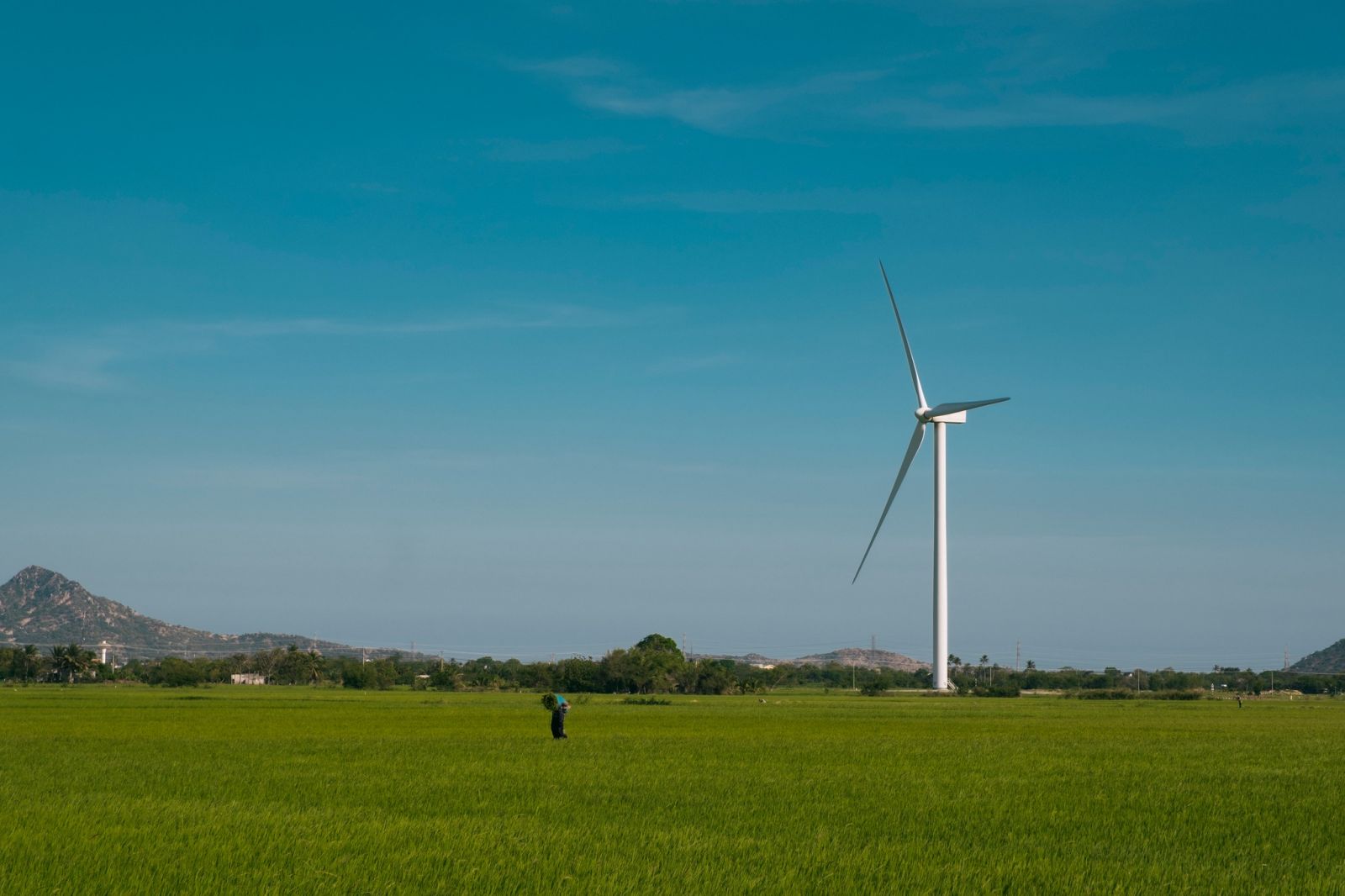 su-xanh-mat-tai-canh-dong-dien-gio