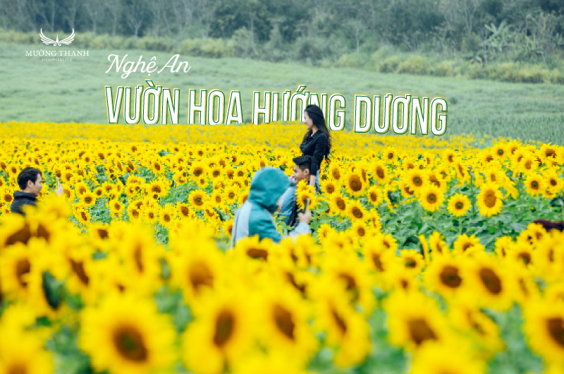 vuon-hoa-huong-duong-nghe-an