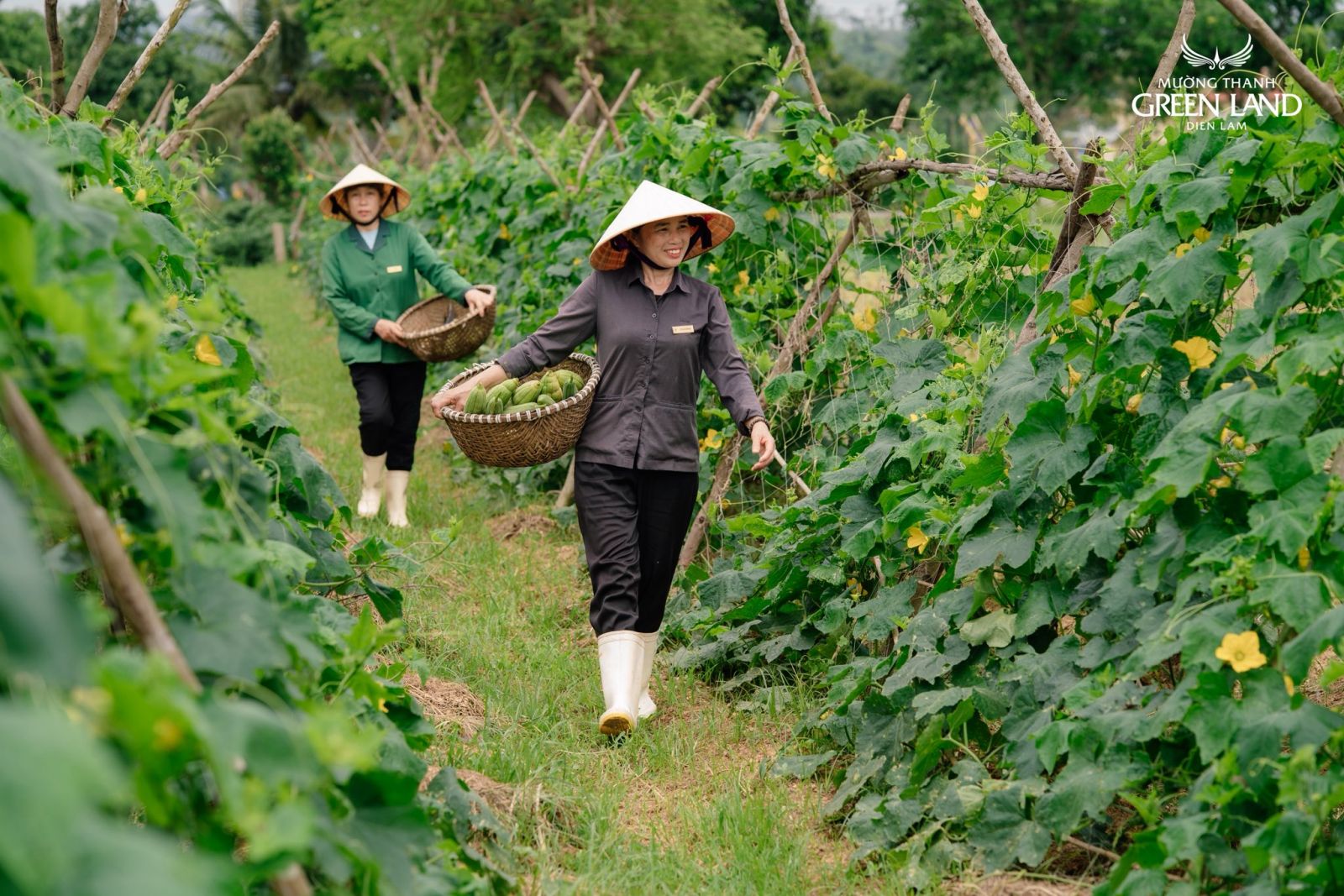 vuon-rau-xanh-muong-thanh-green-land-dien-lam-1