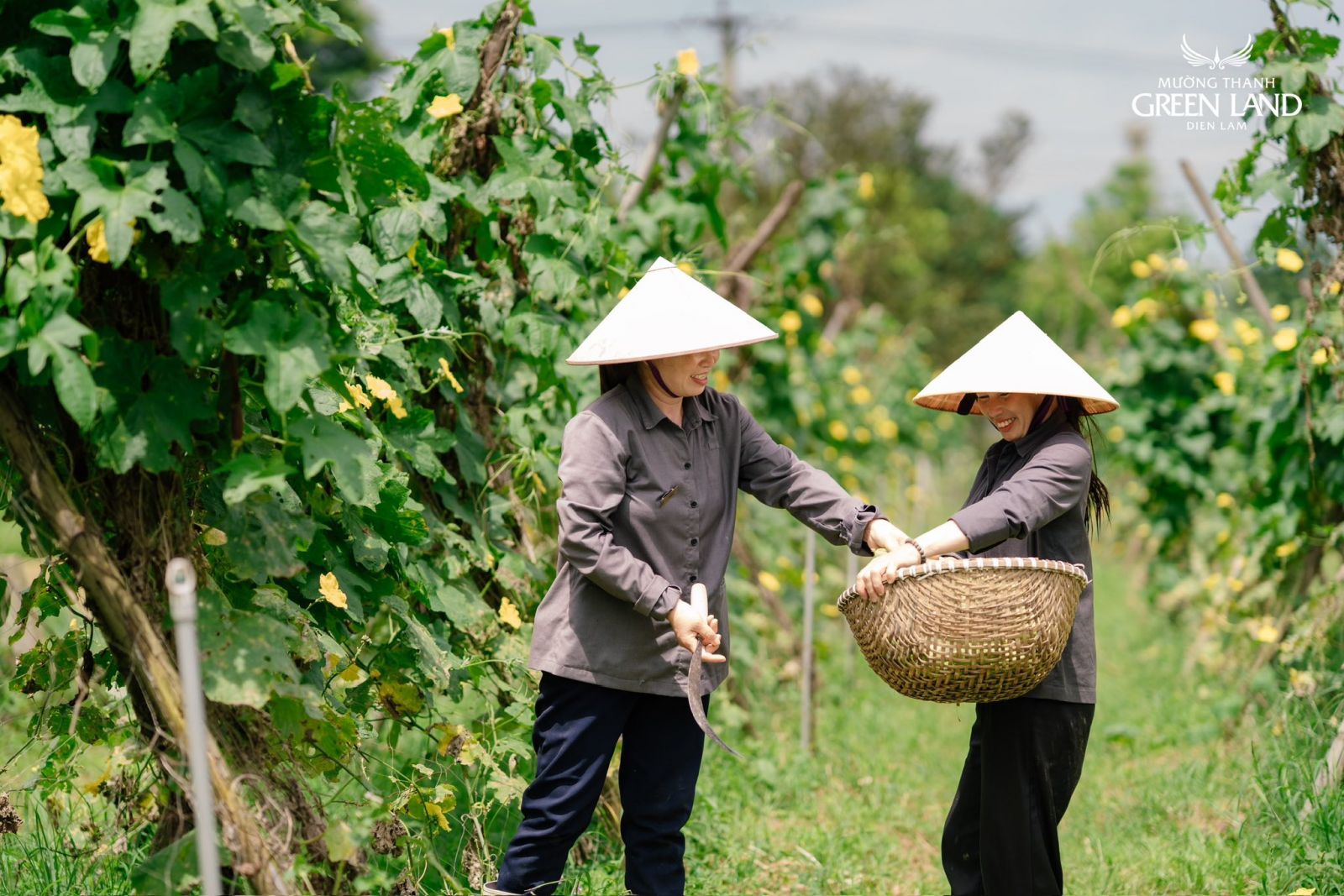 vuon-rau-xanh-muong-thanh-green-land-dien-lam-3